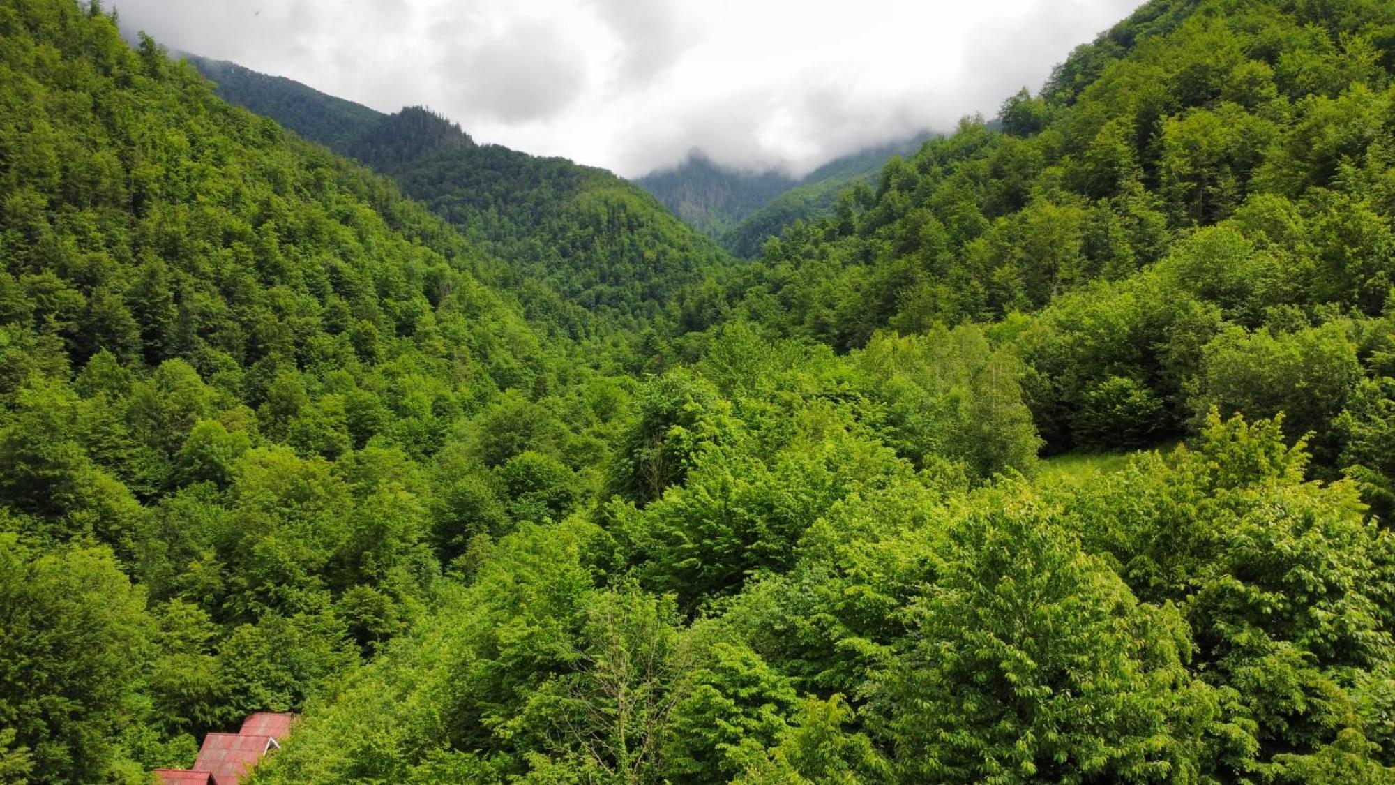 Cabana Valea Rea, Boga Boga  Εξωτερικό φωτογραφία